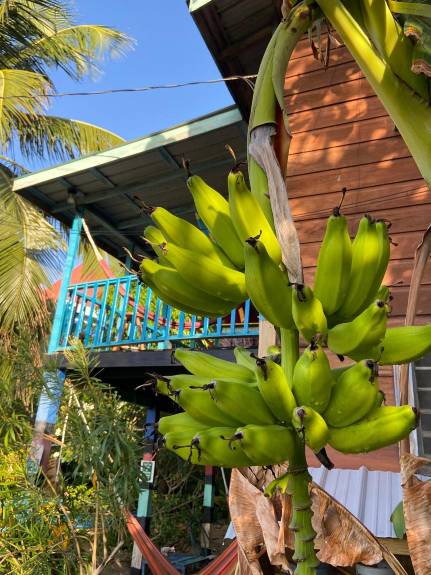 Anda Di Hows Hostel Placencia Dış mekan fotoğraf