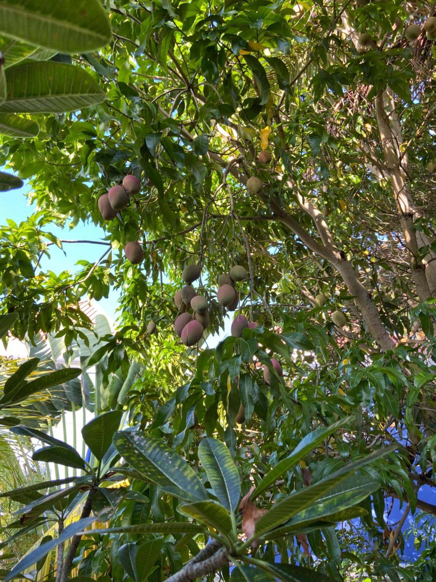 Anda Di Hows Hostel Placencia Dış mekan fotoğraf